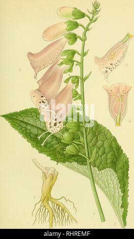 . Billeder af nordens flora. Piante; piante; piante. 566. FINGERBØL, Digitalis purpurea.. Si prega di notare che queste immagini vengono estratte dalla pagina sottoposta a scansione di immagini che possono essere state migliorate digitalmente per la leggibilità - Colorazione e aspetto di queste illustrazioni potrebbero non perfettamente assomigliano al lavoro originale. Mentz, Agosto, 1867-1944; Ostenfeld, C. H. (Carl Hansen), 1873-1931. København, G. E. C. Gad forlag dell Foto Stock