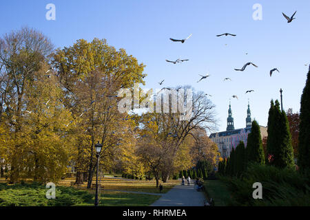 Gli uccelli sono battenti sul parco sulla soleggiata giornata autunnale nella città di Poznan, Polonia Foto Stock