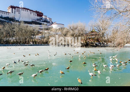Bar-guidato oche e rubicondo shelducks piedi su acqua ghiacciata in Lukang Zongjiao parco vicino palazzo del Potala, Lhasa, in Tibet Foto Stock