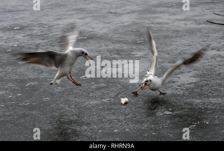 IOR park a Bucarest, Romania, dopo un brutto incantesimo di congelamento del sensore pioggia Foto Stock