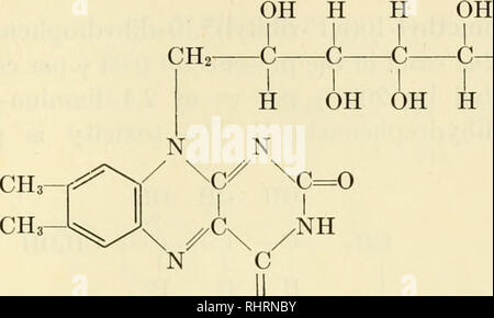 . La biochimica delle vitamine B. Vitamine; complesso di vitamina B. Riboflavina 677 settimana. L-Araboflavin (200 y al giorno), che possiede una certa crescita- proprietà di promozione della stessa, sembra ridurre molto leggermente la crescita di ratti riceventi basse quantità di riboflavina (10 y al giorno).22 D-Arabo- flavin, ad una concentrazione di 25 y per cc, inibisce anche la crescita di un ceppo non identificato di batteri di acido lattico. Galactoflavin [6,7-dimetil-9-(D,l'-dulcityl)isoallossazina]. L'admin- istration di galactoflavin (1,0 a 2,16 mg) giornalmente dal tubo dello stomaco aumenta il tasso di mortalità e diminuisce il tasso di g Foto Stock