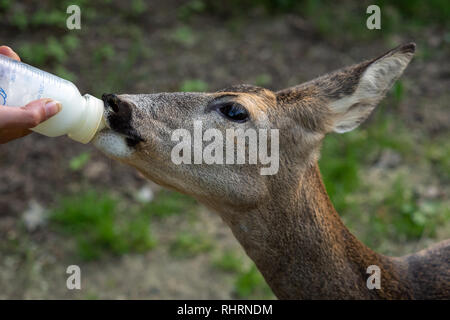 Deer bevande latte dalla bottiglia, (Capreolus capreolus), wildlife rescue. Foto Stock