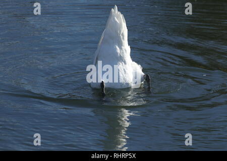 Cigno (Cygnus olor) su The Chesterfield - Worksop canal Foto Stock