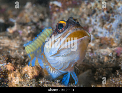 Jawfish Yellowheaded (Opistognathus aurifrons) inncubating uova nella sua bocca esce dal nido. Stretto di Lembeh, Indonesia Foto Stock