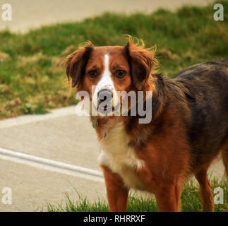 Australian Shepherd Border Collie mix cane staring a testa alta. Foto Stock
