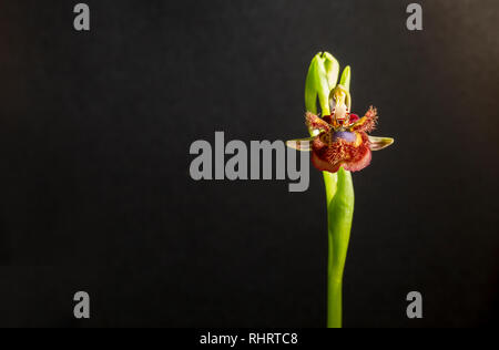 Ophrys speculum o specchio orchidea. Isolato su sfondo nero Foto Stock