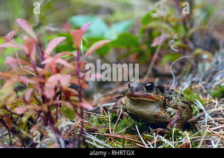 Western toad in un larice occidentale e ponderosa pineta misto conifere in autunno. Yaak Valley, Montana nord-occidentale. (Foto di Randy Beacham) Foto Stock