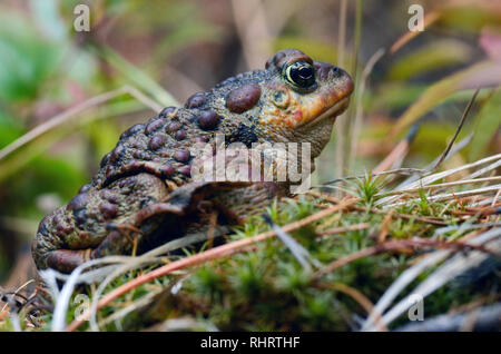 Western toad misto conifere foresta di larice occidentale e pini ponderosa in autunno. Yaak Valley, Montana nord-occidentale (foto di Randy Beacham) Foto Stock