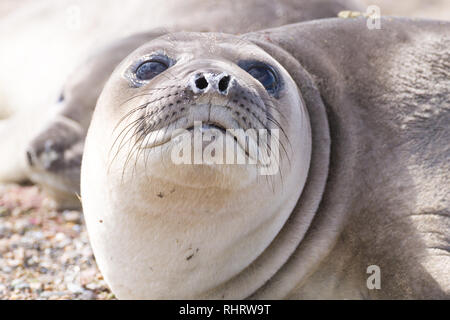 Guarnizione di elefante sulla spiaggia vicino fino, Patagonia, Argentina. Isla Escondida beach. Fauna argentino Foto Stock