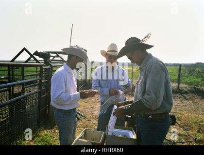 Cowboy di lavoro su un ranch nel Texas Panhandle alle scale del bestiame ca. 1999 Foto Stock