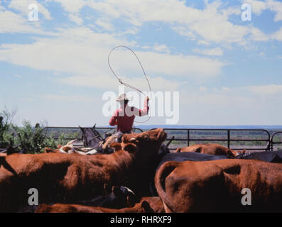 Cowboy roping un vitello durante la primavera tempo di branding in un ranch del Texas Foto Stock