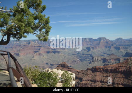 Un albero si piega sul Grand Canyon, Arizona, Stati Uniti d'America su un tardo pomeriggio nel mese di settembre Foto Stock