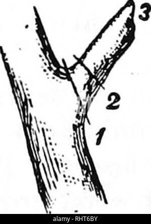 . Biggle orchard prenota [microformati] : frutta e frutteto spighe dalla fronda a canestro : Raccolti e confezionati in forma di libro. Frutti-coltura. . Si prega di notare che queste immagini vengono estratte dalla pagina sottoposta a scansione di immagini che possono essere state migliorate digitalmente per la leggibilità - Colorazione e aspetto di queste illustrazioni potrebbero non perfettamente assomigliano al lavoro originale. Biggle, Jacob. Philadelphia : Wilmer Atkinson Co. Foto Stock