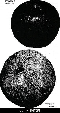 . Biggle orchard prenota [microformati] : frutta e frutteto spighe dalla fronda a canestro : Raccolti e confezionati in forma di libro. Frutti-coltura. Venti oncia. Si prega di notare che queste immagini vengono estratte dalla pagina sottoposta a scansione di immagini che possono essere state migliorate digitalmente per la leggibilità - Colorazione e aspetto di queste illustrazioni potrebbero non perfettamente assomigliano al lavoro originale. Biggle, Jacob. Philadelphia : Wilmer Atkinson Co. Foto Stock