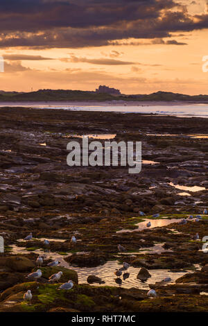 Il castello di Bamburgh visto da Seahouses, Northumberland, Regno Unito Foto Stock