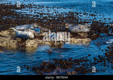 Le foche grigie, farne Islands, Northumberland, Regno Unito Foto Stock