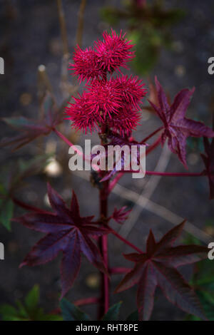 Ricinus communis, la Castor bean o olio di ricino impianto Foto Stock