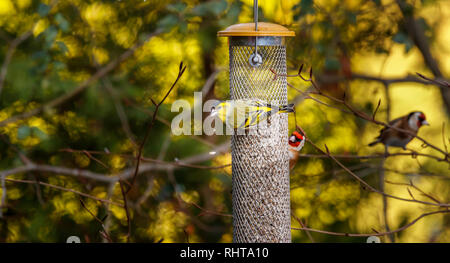 Eurasian Lucherino (Carduelis spinus) alimentazione su un uccello alimentatore in un giardino nel Surrey, Inghilterra sudorientale, UK in inverno con cardellini dietro Foto Stock