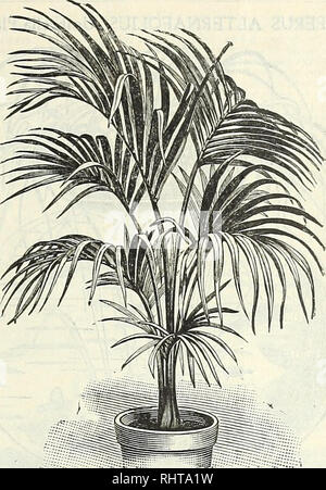 . Grande affare catalogo : Miss Ella V. Baines, la donna fioraio, Springfield, Ohio primavera 1898. Seme dell industria e del commercio; semi; fiori e piante ornamentali,; lampadine (piante); GIARDINAGGIO. Miss Ella V, Baines, la donna fioraio, Springfield, Ohio, 27 | Avviso, il seguente è un elenco selezionato di rara e bella varietà che può essere consigliata per appartamenti, conservatori, decora- zioni o vaso piante durante l'estate. Essi sono tutti grand piante, e della cultura più semplice. Essa può essere bene a dichiarare qui che i giovani palme non assomigliano alla illustrazione dato, come esse non mostrano il loro carattere leav Foto Stock