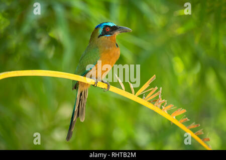 Trinidad Motmot, aka Blue-crowned Motmot; Arnos Vale regione dell'isola di Tobago Trinidad e Tobago. Foto Stock