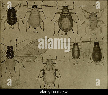 . Relazione biennale. Insetti nocivi e benefici. [Dal vecchio catalogo]. 1914.] Stato raccolto Commissione di peste. 115 Tempo richiesto per i giovani nati vivi, per raggiungere la maturità e repro- duce a loro volta; il fatto che la maggior parte delle generazioni sono composte interamente da femmine in grado di riprodurre senza fecondazione; e il gran numero di giovani che un individuo è in grado di produrre. D'altro canto l'APHIS è soggetto agli attacchi di alcuni naturale. Fig. 4.-diverse forme di mela verde-APHIS, e Taylor. Dopo Gillette nemici che neutralizzano i suoi poteri di riproduzione rapida, Foto Stock