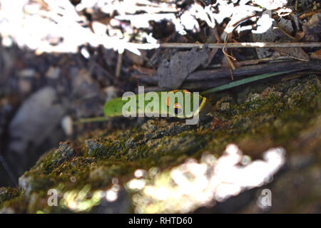 Spicebush a coda di rondine (caterpillar Papilio troiolo) Foto Stock