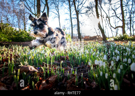 Bucaneve, Cringletie House, Peebles, Scottish Borders Frankie la miniatura Schnauzer Foto Stock