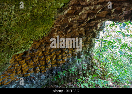 Coketown forno a coke rovine, Thomas, West Virginia Foto Stock