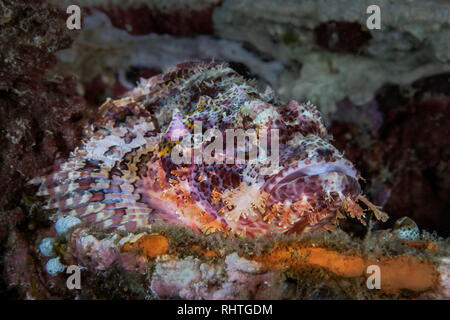 Barbuto Scorfani (Scorpaenopsis barbata), colorato, ancora mimetizzati fra Coral reef elementi. Puerto Galera, Filippine Foto Stock