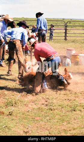 Cowboy in un ranch del Texas che fiancheggiano un vitello prima che sia di marca. Foto Stock