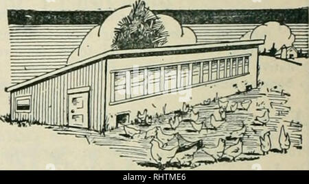 . Frutti migliori. Frutti-coltura. Pagina trentadue frutti migliori Aprile 1922 diiimmiuiiimiimiiiiiiimimiii iiiiiii ii mmi iiiimimiiiiHiimiipg OlCMNESS e malattia di solito inizia in quarti immondo. In tali luoghi i pidocchi e acari ottenere ilse io con il pollame | niiiriiiiiii iiiiiiiiiiiM tiiiri ho iiiriiiiiiiiiiiiii iiiiiiiiiiiiriiiitiiiiiiii;: BVVING BAHY PULCINI /^NE del grande sviluppo dell'ultimo ^"^ {cv/ anni è la schiusa di pulcini in grande quantità da specialista nelle camere di schiusa. Il settore ha ormai raggiunto un punto in cui milioni di questi giovani si rivelò una volta l'anno. Il leader di h Foto Stock