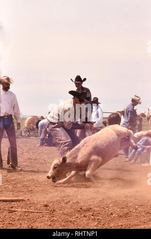 I cowboys che fiancheggiano un vitello prima di esso è marchiato durante un tempo di primavera branding su un ranch in Texas Foto Stock