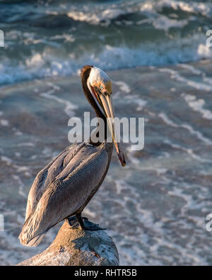 California Brown Pelican precariamente in piedi sulla cima di un promontorio roccioso Foto Stock