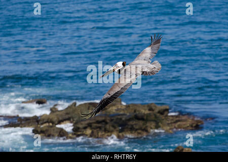 California Brown Pelican in volo su una piccola isola nell'Oceano Pacifico Foto Stock