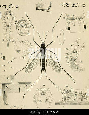 . Über Stechmücken besonders deren europäische Arten und ihre Bekämpfung. Ditteri; pesti di insetto -- Controllo. roliiv für Schiffs- und Tropenhygiene. Bd. 24. 1920. Reilieft 1. T;se. 4.. *I / il Dott. E. .Martini: (lier Stechiiiiu-liL' n. Si prega di notare che queste immagini vengono estratte dalla pagina sottoposta a scansione di immagini che possono essere state migliorate digitalmente per la leggibilità - Colorazione e aspetto di queste illustrazioni potrebbero non perfettamente assomigliano al lavoro originale. Martini, Erich Christian Vilhelm, 1880-; Hamburgische Wissenschaftliche Stiftung. Leipzig, Verlag von Johann Ambrosius Barth Foto Stock