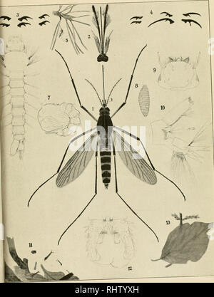 . Über Stechmücken besonders deren europäische Arten und ihre Bekämpfung. Ditteri; pesti di insetto -- Controllo. dnv für Schiffs- und Tropenhygiene. Bd. 24. 1920. Beiheft 1. Taf. 2.. Il Dott. K. Martini; Über Stechmücken.. Si prega di notare che queste immagini vengono estratte dalla pagina sottoposta a scansione di immagini che possono essere state migliorate digitalmente per la leggibilità - Colorazione e aspetto di queste illustrazioni potrebbero non perfettamente assomigliano al lavoro originale. Martini, Erich Christian Vilhelm, 1880-; Hamburgische Wissenschaftliche Stiftung. Leipzig, Verlag von Johann Ambrosius Barth Foto Stock