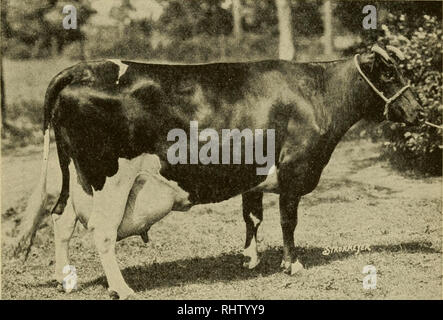 . Migliore allevamento di animali da latte; il incrociando, alimentando, gestione e cura del bestiame bovino di caseificio. Vacche; alimenta; Dairying. La mucca ideale 87 ideale è di vacca. Tutta la funzione della coppia mucca è a consumare grandi quantità di mangimi e a trasformare tale feed in forme che possono essere assunte dal sangue. Questa è la digestione e l assimilazione dei mangimi. Quando la corretta quantità e tipi di nutrienti sono assorbito nel sangue di questi nutrienti vengono quindi portati alla mammella e fabbricati nel latte. 138. Dimensioni della mammella. Quindi, prima di tutto la mammella deve essere grande abbastanza per fare il lavoro che è chiamato a fare. Un Foto Stock