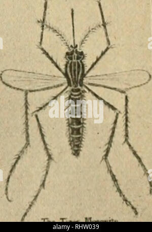 . Über Stechmücken besonders deren europäische Arten und ihre Bekämpfung. Ditteri; pesti di insetto -- Controllo. Cvl^&GT;MI FA TIC ANS Tw Tlf* W"q","l" Fig. 104. Mückenflugblatt des Liverpooler Tropenniedizinisclien Instituts.. Si prega di notare che queste immagini vengono estratte dalla pagina sottoposta a scansione di immagini che possono essere state migliorate digitalmente per la leggibilità - Colorazione e aspetto di queste illustrazioni potrebbero non perfettamente assomigliano al lavoro originale. Martini, Erich Christian Vilhelm, 1880-; Hamburgische Wissenschaftliche Stiftung. Leipzig, Verlag von Johann Ambrosius Barth Foto Stock