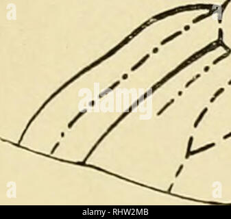 . Berliner entomologische Zeitschrift. Entomologia; gli insetti. . Si prega di notare che queste immagini vengono estratte dalla pagina sottoposta a scansione di immagini che possono essere state migliorate digitalmente per la leggibilità - Colorazione e aspetto di queste illustrazioni potrebbero non perfettamente assomigliano al lavoro originale. Berliner Entomologischer Verein. Berlino : Berliner Entomologischer Verein Foto Stock