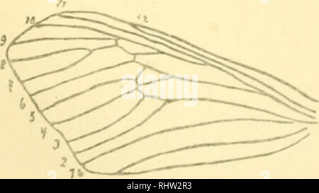 . Berliner entomologische Zeitschrift. Entomologia; gli insetti. . Si prega di notare che queste immagini vengono estratte dalla pagina sottoposta a scansione di immagini che possono essere state migliorate digitalmente per la leggibilità - Colorazione e aspetto di queste illustrazioni potrebbero non perfettamente assomigliano al lavoro originale. Berliner Entomologischer Verein. Berlino : Berliner Entomologischer Verein Foto Stock