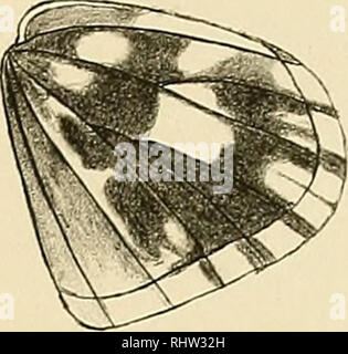 . Berliner entomologische Zeitschrift. Entomologia; gli insetti. . Si prega di notare che queste immagini vengono estratte dalla pagina sottoposta a scansione di immagini che possono essere state migliorate digitalmente per la leggibilità - Colorazione e aspetto di queste illustrazioni potrebbero non perfettamente assomigliano al lavoro originale. Berliner Entomologischer Verein. Berlino : Berliner Entomologischer Verein Foto Stock