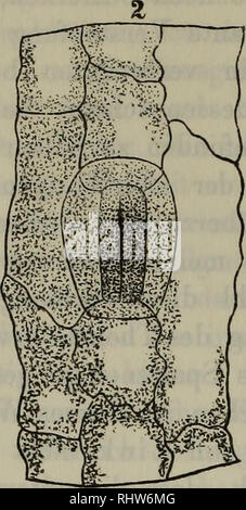 . Berichte der Deutschen Botanische Gesellschaft. La botanica; Botanica. . Si prega di notare che queste immagini vengono estratte dalla pagina sottoposta a scansione di immagini che possono essere state migliorate digitalmente per la leggibilità - Colorazione e aspetto di queste illustrazioni potrebbero non perfettamente assomigliano al lavoro originale. Deutsche Botanische Gesellschaft. Berlino : Gebrüder Borntraeger Foto Stock