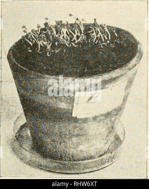 . Berichte der Deutschen Botanischen Gesellschaft. Piante; piante -- Germania. Leuchtgaswirkung auf Pflanzen. 14'. &Lt; von den Umständen ab. Die Topferde, durch welche oben Acety- 1 e n oder mit B e n z o 1 d a m p f beladene Luft mehrere Tage lang. Abb. 4. V e r k ü m mern der Kresse auf Gase r de. 18 tägige Kultur; der gleiche Topf wie Abb. 3 B, 11 Tage später. Langsame Entwicklung zu kleinen kümmerlichen Pflanzchen. W Im Abb. 5. Aussehen der P F 1 ä h z c h e n von Topf B a a b b. 3 und 4 24 Tage nach Aussaat auf G a s e r d e (s. Testo). geleitet wurde, erwies sich als nicht keimungsschädl Foto Stock