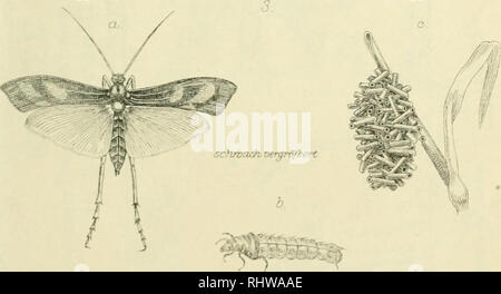 . Bericht des Naturwissenschaftlichen (früher Zoologisch-mineralogischen) Vereins zu Regensburg. . Si prega di notare che queste immagini vengono estratte dalla pagina sottoposta a scansione di immagini che possono essere state migliorate digitalmente per la leggibilità - Colorazione e aspetto di queste illustrazioni potrebbero non perfettamente assomigliano al lavoro originale. Naturwissenschaftlicher Verein Regensburg. Regensburg Foto Stock