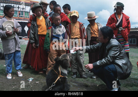 Un bambino Bear Cub incatenati e nutriti di latte di mucca mentre viene controllata da un gruppo di giovani monaci tibetani al di fuori di un tibetano monastero Buddista in western Sicha Foto Stock