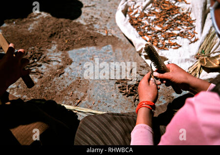 Tibetani pulizia fungo caterpillar sulla strada principale di Litang, western Sichuan. Letteralmente tradotto dal Tibetano come 'Summer erba, inverno worm", Foto Stock