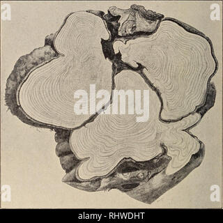 . Musei Bergens aarbog. La scienza. 10 Jens Holmboe. [N. 13 bøgens lasciate kjendelige frøplanter spirende frem af skogbnnden. Somrene 1907 og 1908 har derimod bøgen ho Seim baaret meget lidet fru gt. En saeregenhed som fortjener a naevnes er, in der mi bøgeskogen ved Lygrefjord lindes paafaldende rogna sarcoptica sammensatte bøgestammer. Sammenvoksningen er i de fleste tilfaelde asa fuldstaendig, a traeet. Fig-. 2. Tversnit af en sammenvokset bog-estanime fra Mongstad ho Alversund, sammensat af 3 enkelte balbettare. (Vs). ved en flygtig betragtning gjør indtryk af a vaere enkelt. Sel- uomo naermere efter, vil uomo cane g Foto Stock