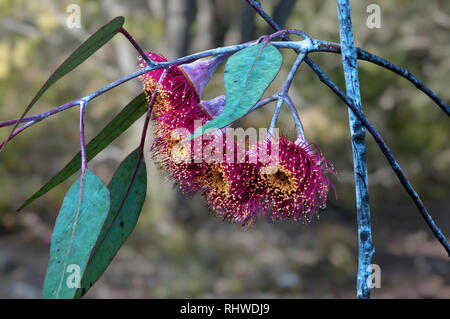 Eucalipto rosso fiori e foglie verdi con sfondo bokeh di fondo Foto Stock