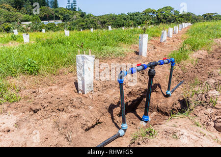 Terreni coltivati alberi da frutto con il nuovo nero plastica nylon pvc tubi acqua valvole installate nelle trincee di terra per irrigazione closeup photo. Foto Stock