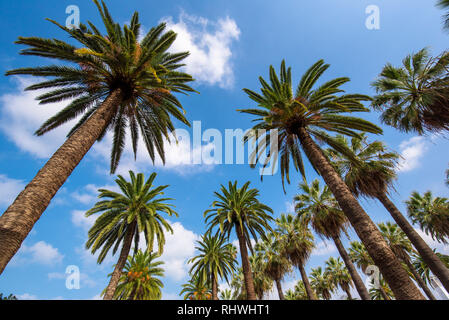 Panorama di palme nella Lega Araba Il parco ( Parc de la Ligue Arabe ) a Casablanca, in Marocco. Attrazione principale e bellissimo giardino verde Foto Stock